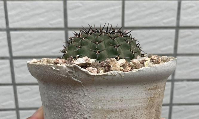石植仙人球花盆种植方法是什么？