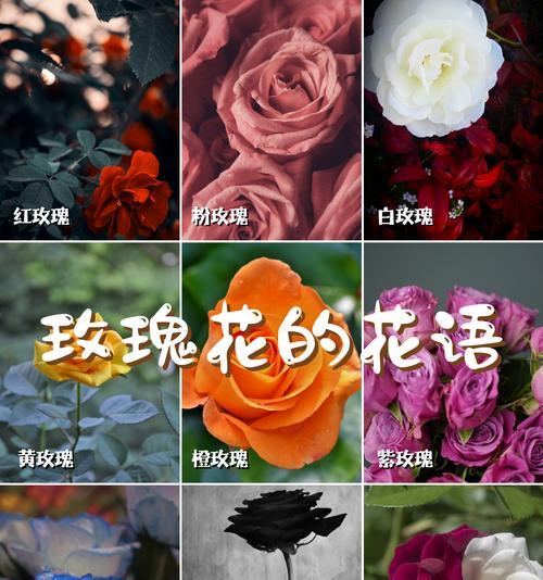 11粉色玫瑰花代表什么意思？数量对花语有何影响？