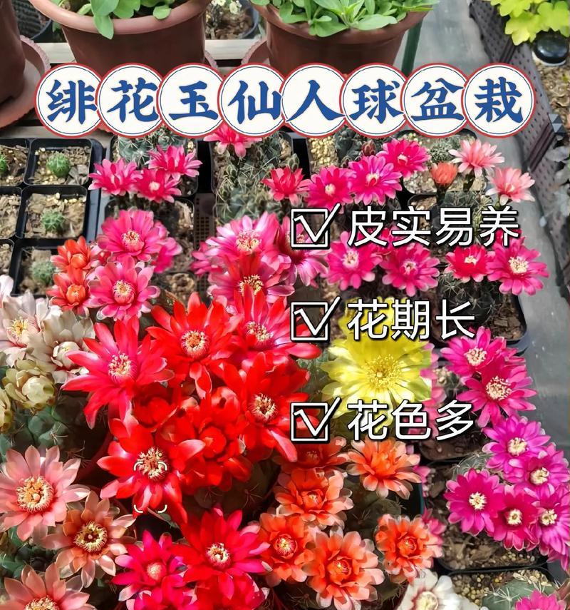 石植仙人球花盆种植方法是什么？