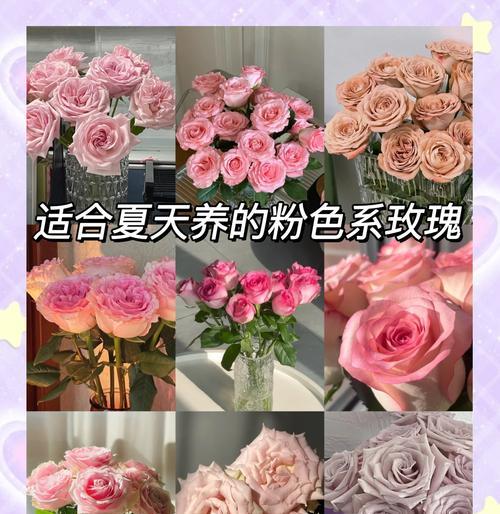11粉色玫瑰花代表什么意思？数量对花语有何影响？