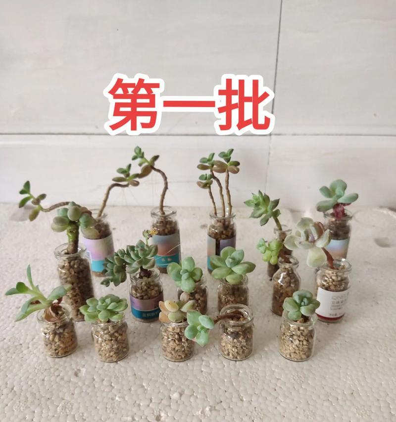石植仙人球花盆种植方法是什么？