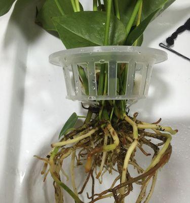 仙人掌只发芽不生根是什么原因？如何促进根系生长？