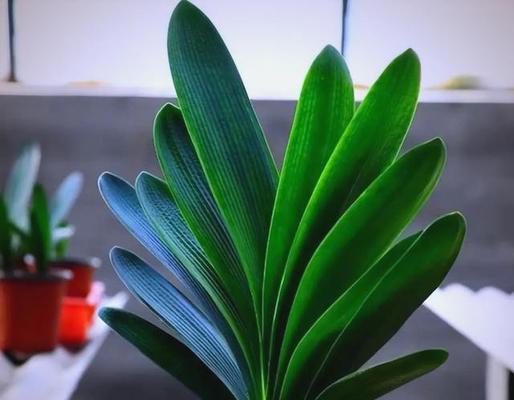 佛光君子兰的养护与浇水技巧？