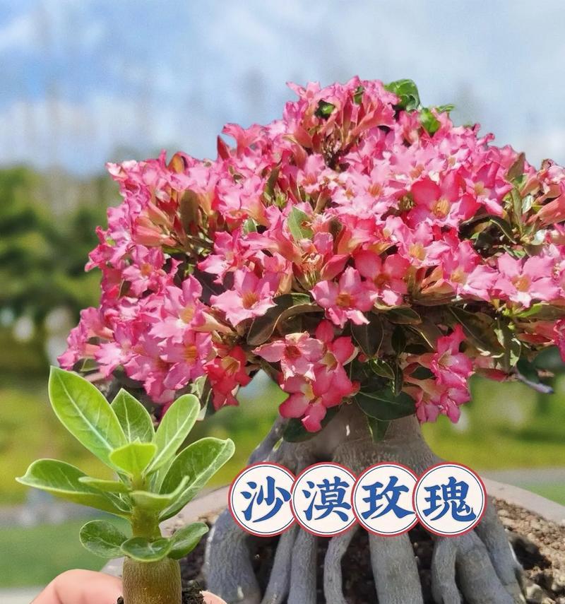 抓雪山玫瑰花的养殖方法是什么？