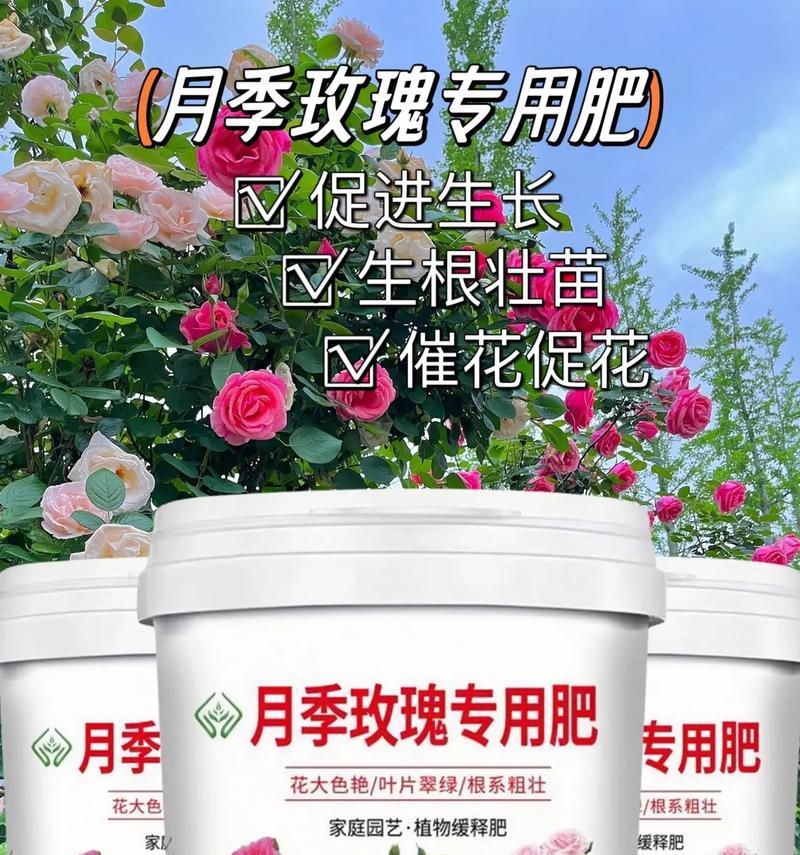 玫瑰花需要哪种花肥？如何施肥才能促进开花？