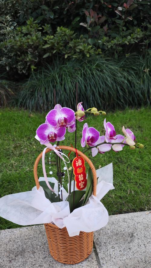 兰花花语有哪些经典语录？