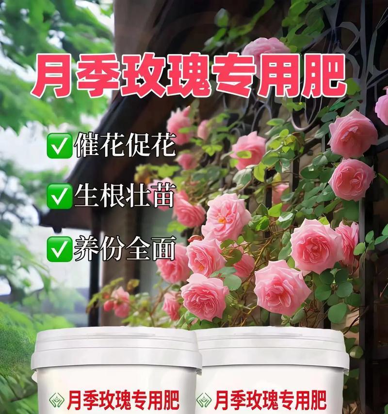 玫瑰花需要哪种花肥？如何施肥才能促进开花？