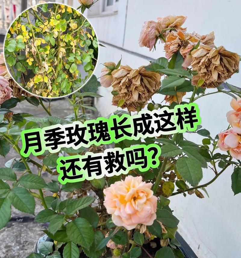 玫瑰花需要哪种花肥？如何施肥才能促进开花？