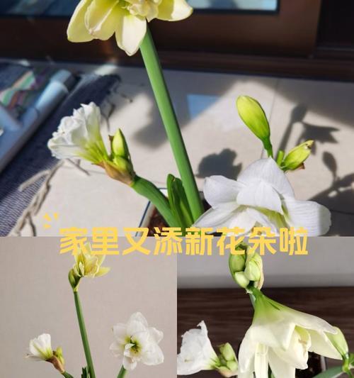 兰花花语有哪些经典语录？