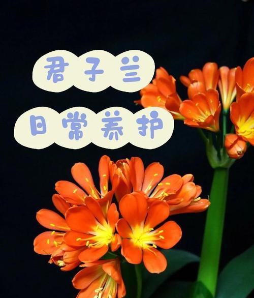 君子兰的养护方法有哪些？