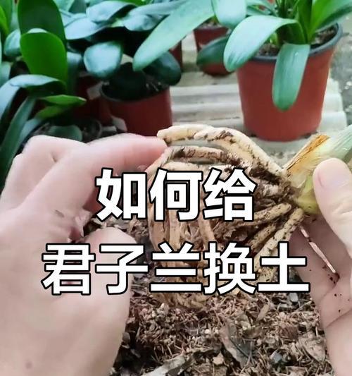 君子兰的养护方法有哪些？
