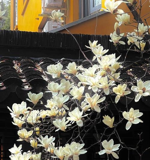 哪种花象征友谊长存？