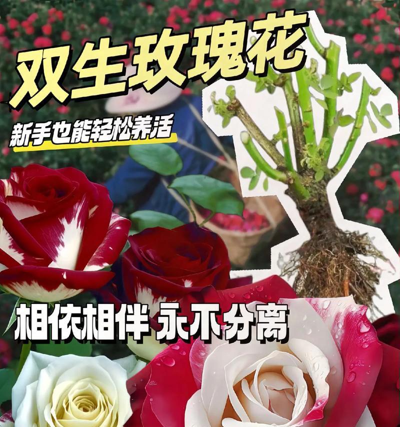 哪种花象征友谊长存？