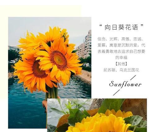 惦记别家的花语有何寓意？