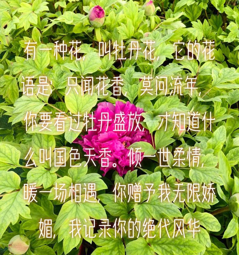 牡丹花为何害怕高温不开花？