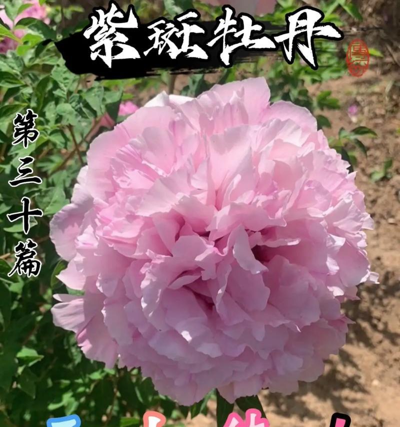 牡丹花为何害怕高温不开花？