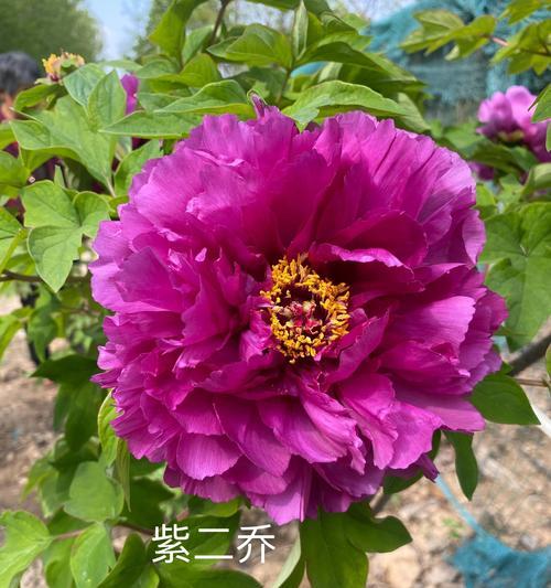 牡丹花如何养护？开花后需要特别注意什么？