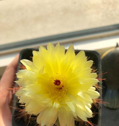 仙人掌球出现黄斑怎么办？如何进行有效处理？