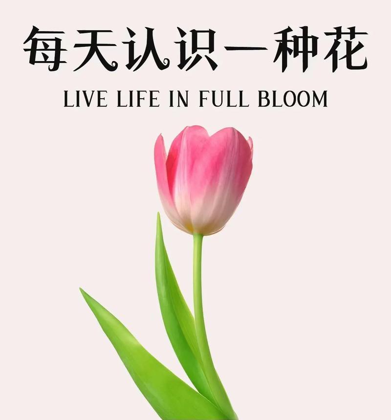 郁金香花语有哪些独特之处？道具郁金香代表什么？
