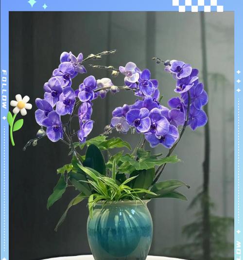 三枝蝴蝶兰的花语是什么意思？三枝蝴蝶兰代表了什么？