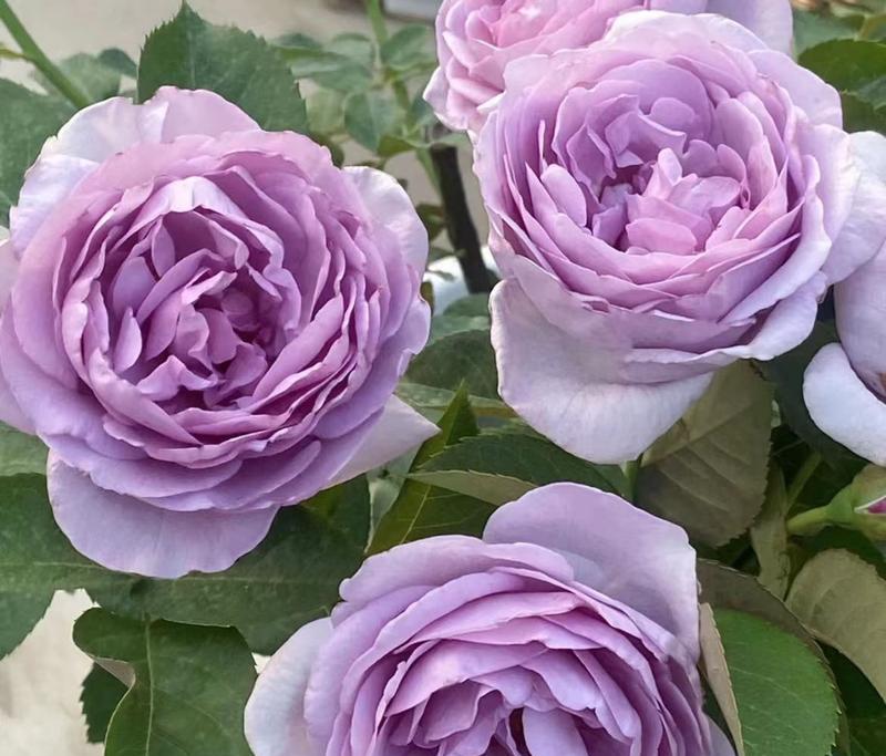 转蓝月季花代表什么？