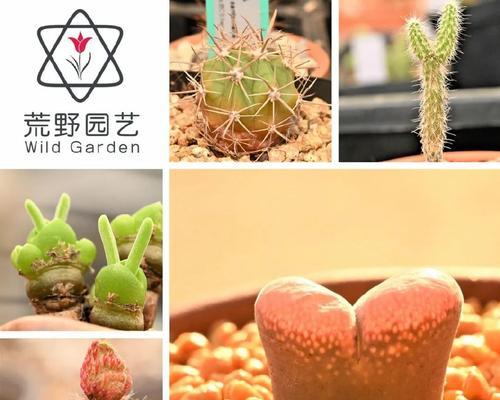 黄兔子仙人球的养殖方法有哪些？如何保持其生长健康？