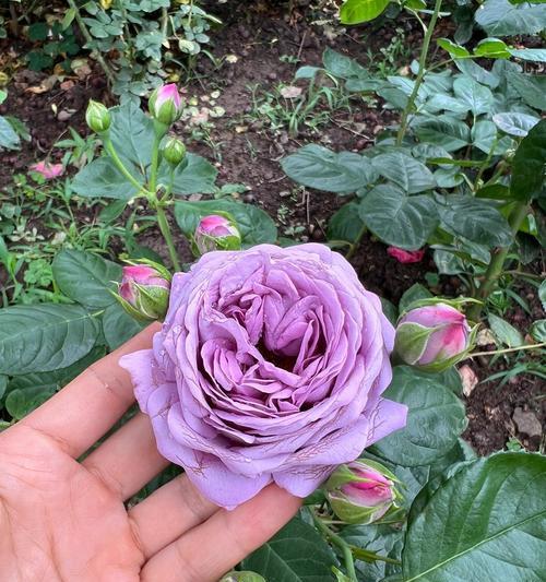 转蓝月季花代表什么？