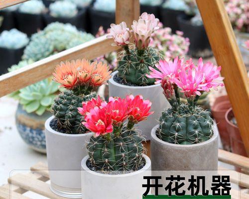 圆仙人掌为何会开出大量花苞？