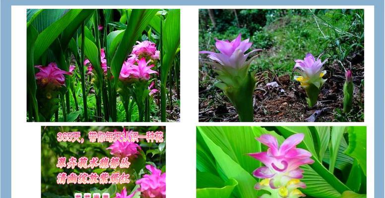 难忘的花语是什么？哪种花代表了难忘的记忆？
