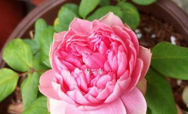 哪些花代表着爱情的花语？它们各自有什么含义？