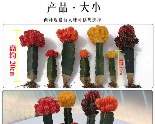 仙人球组合盆栽的养护要点是什么？如何保持其美观？