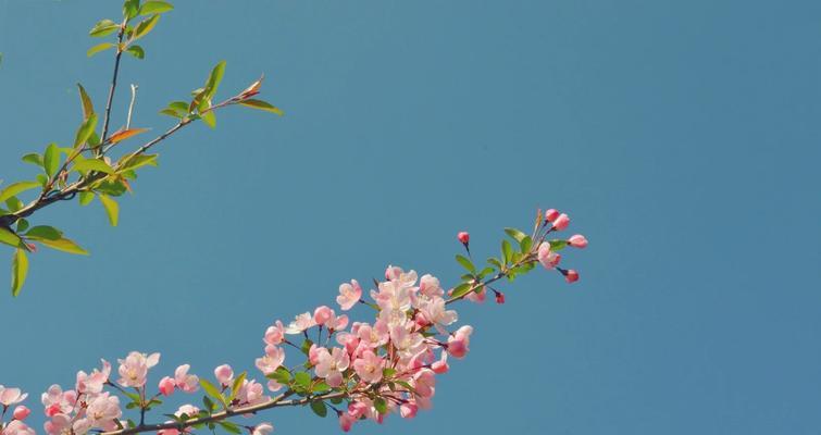 故乡的樱花开了花语是什么？这种花语有何寓意？