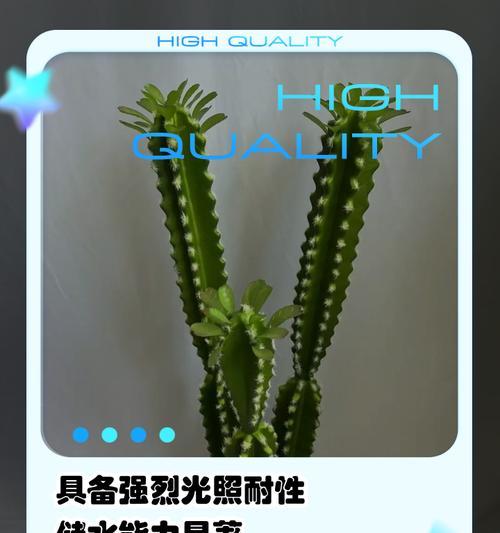 仙人掌快速生长的秘诀是什么？如何操作？