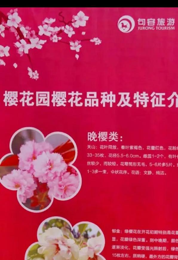 故乡的樱花开了花语是什么？这种花语有何寓意？