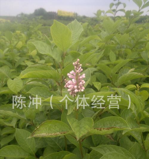 柔登玲花的寓意是什么？