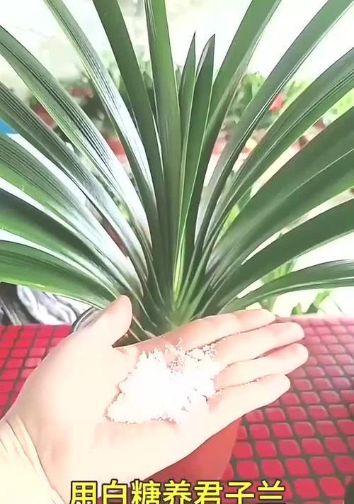 君子兰浇水应该用什么？正确的浇水方法是什么？