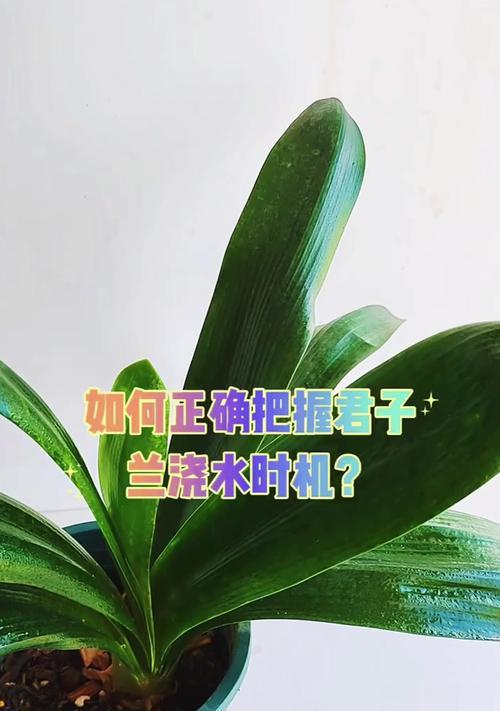 君子兰浇水应该用什么？正确的浇水方法是什么？