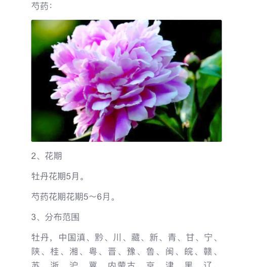 牡丹花与芍药搭配开花的原理是什么？