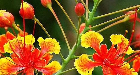 简单好记的花语是什么？哪种花语容易让人记住？