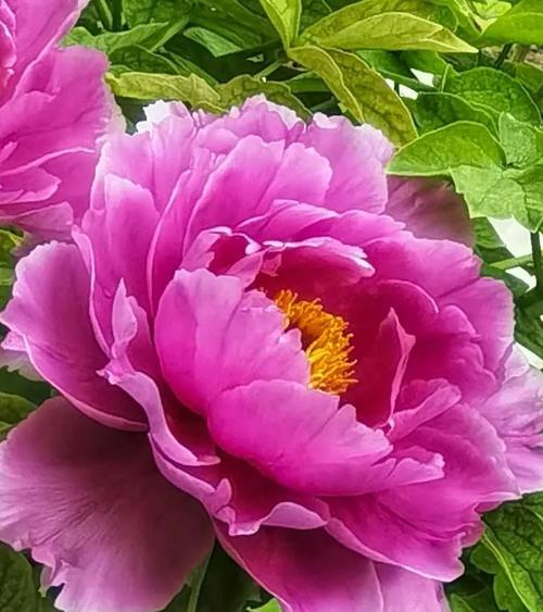 牡丹花与芍药搭配开花的原理是什么？