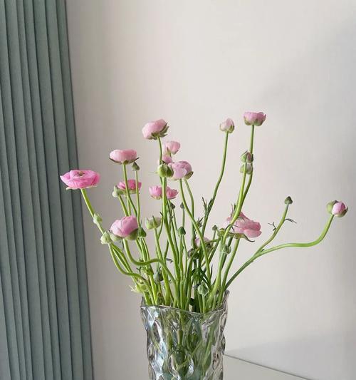 渐变牡丹花侧枝的养护方法是什么？