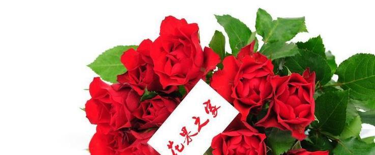 窗台上的玫瑰花寓意了什么？花语中有哪些特别的含义？