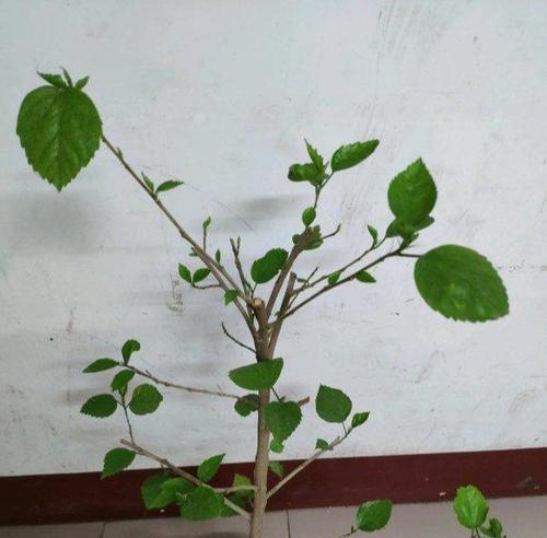 渐变牡丹花侧枝的养护方法是什么？