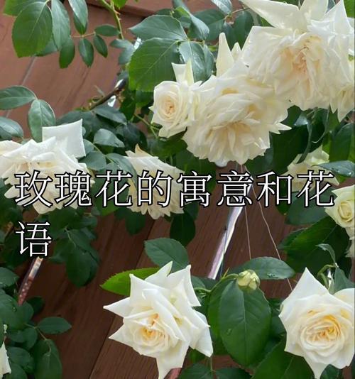 窗台上的玫瑰花寓意了什么？花语中有哪些特别的含义？