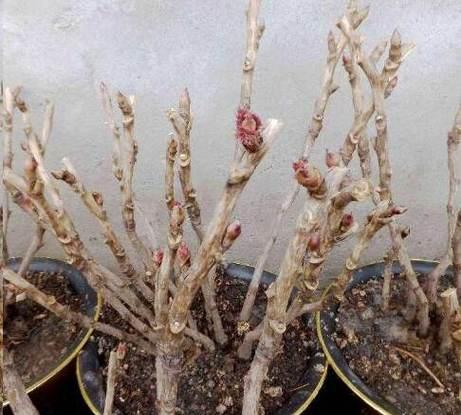渐变牡丹花侧枝的养护方法是什么？