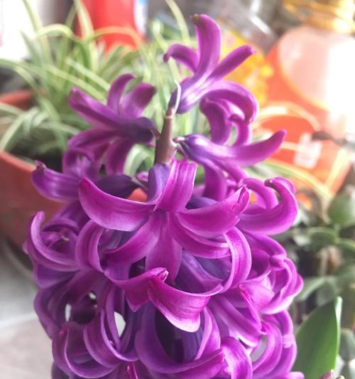 叔家孩子收到的花语通常有何含义？