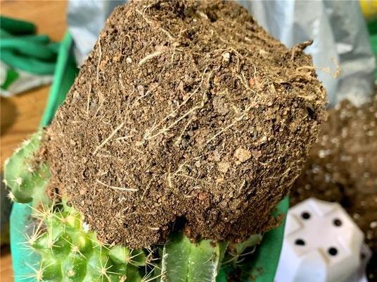 仙人球苞芽如何正确处理？
