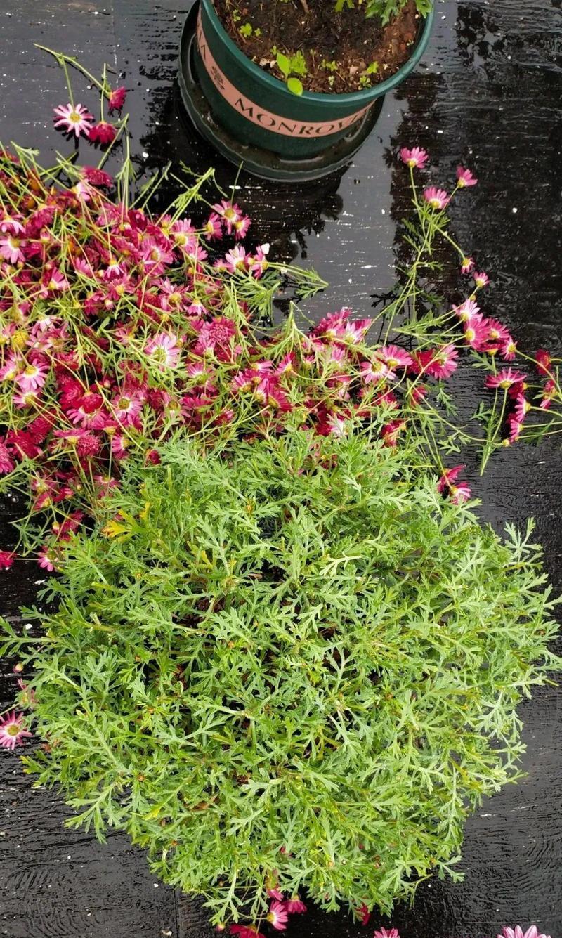 仙人球苞芽如何正确处理？