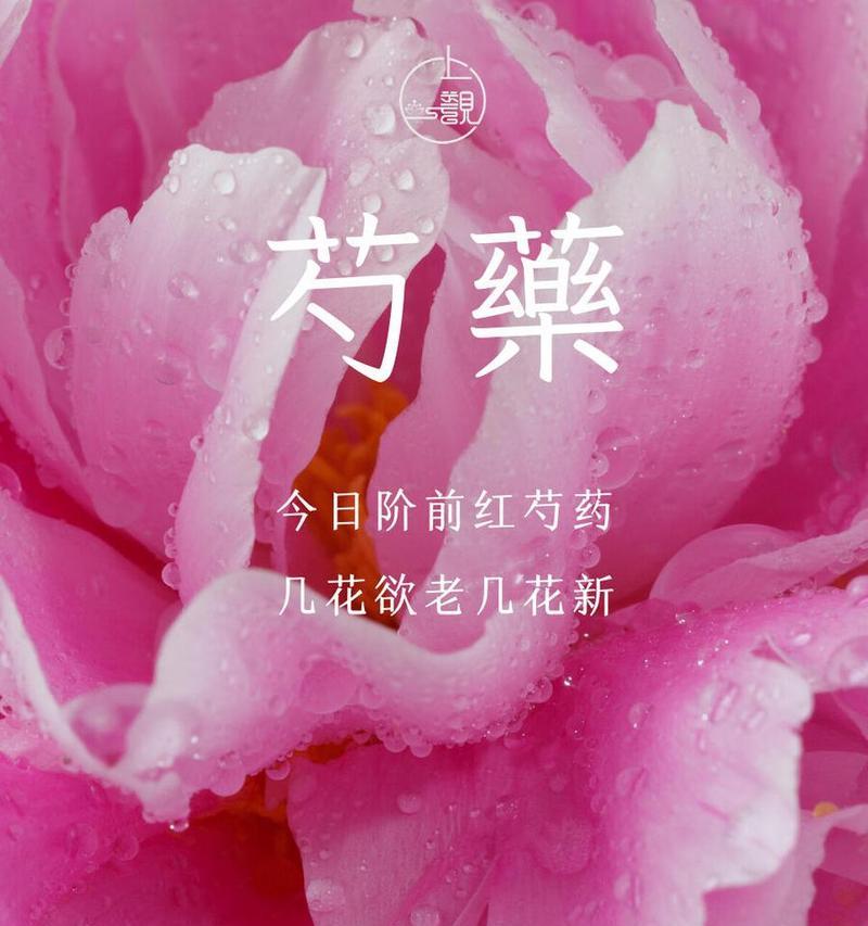 芍药奶油丸的花语是什么？它传递了怎样的信息？