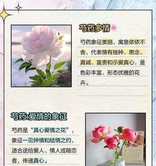 芍药奶油丸的花语是什么？它传递了怎样的信息？